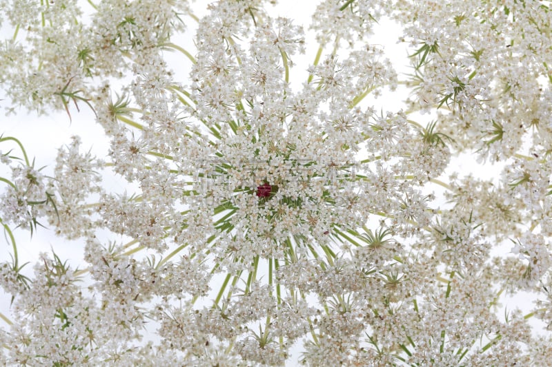 仅一朵花,白色背景,queen annes lace,峨参,野胡萝卜花,叶脉,美,水平画幅,纹理效果,形状