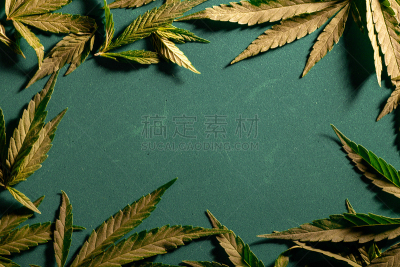 背景,药房,叶子,农业,健康保健,暗色,医药职业,菜园,杂交茶玫瑰