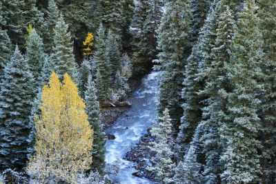 斯奈佛尔斯山脉,雪,科罗拉多州,山,清新,海登山,uncompahgre national forest,奥瑞县,白杨类,暴风雨
