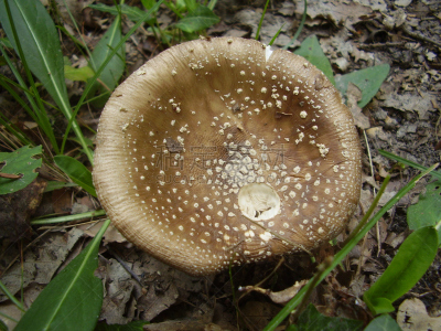 鹅膏菌,橙色伞菌,伞形毒菌,自然,褐色,水平画幅,无人,蘑菇,偏远的,户外