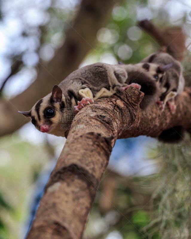 小的,蜜袋鼯,负鼠,squirrel glider,垂直画幅,无人,动物习性,动物主题,哺乳纲,有袋亚纲