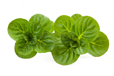 薄荷,自然,饮食,水平画幅,无人,胡椒薄荷,白色背景,背景分离,薄荷叶,植物