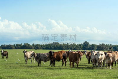牛,牧场,婆罗门圣牛,阿拉巴马州,路易斯安那州,水平画幅,动物耳朵,动物身体部位,户外