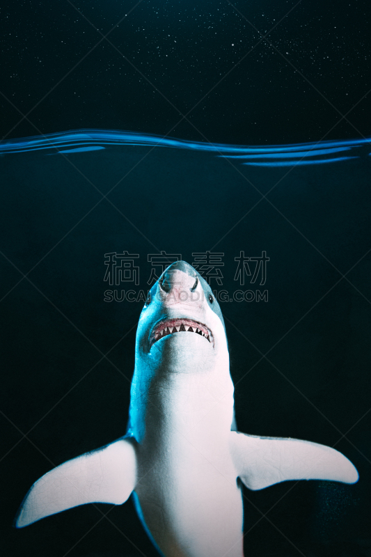 大白鲨,鲨鱼,恐惧症,垂直画幅,留白,夜晚,水下,野外动物,海洋生命,海洋