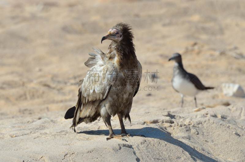 egyptian vulture,索科特拉岛,也门,秃鹰,自然,野生动物,水平画幅,鸟类,野外动物,户外