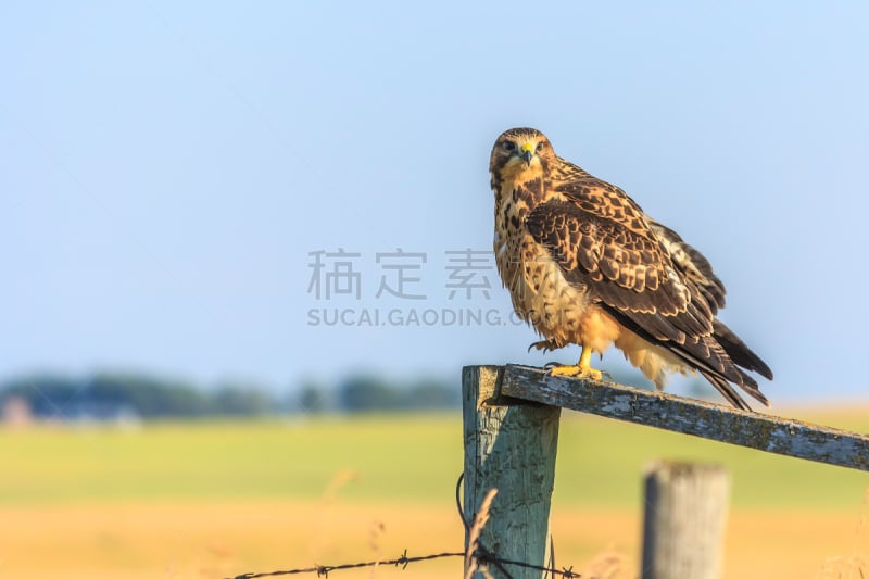 斯旺森鹰,看,野生动物,已灭绝生物,加拿大,老鹰,动物,鸟类,背景,夏天