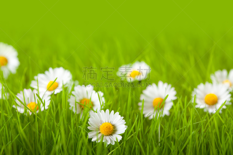 雏菊,田地,天空,复活节,水平画幅,无人,甘菊花,夏天,户外,特写
