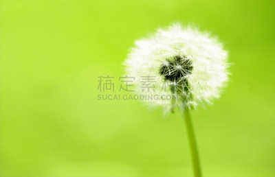 豆荚,马勃菇,美,水平画幅,绿色,野生植物,草,白色,春天,植物