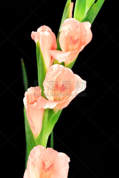 剑兰,农业,仅一朵花,自然美,春天,中国,植物,夏天,静物,芳香的