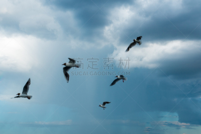 天空,羊群,湖,海鸥,平视角,河流,水平画幅,无人,黑背鸥,户外