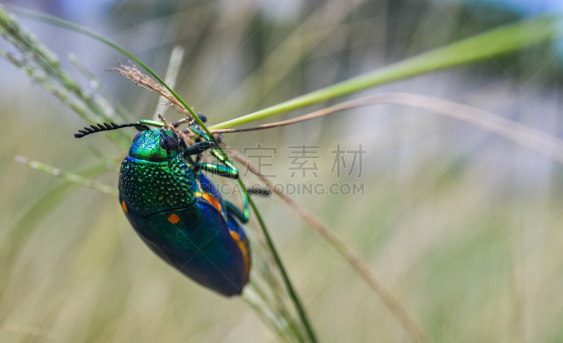 宝石甲虫,大特写,田地,生物学,自然,闪亮的,野生动物,环境,泰国,图像