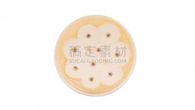 大肠杆菌,餐具,生物科技,水平画幅,微生物学,玻璃,科学实验,科学,生物学,生物化学
