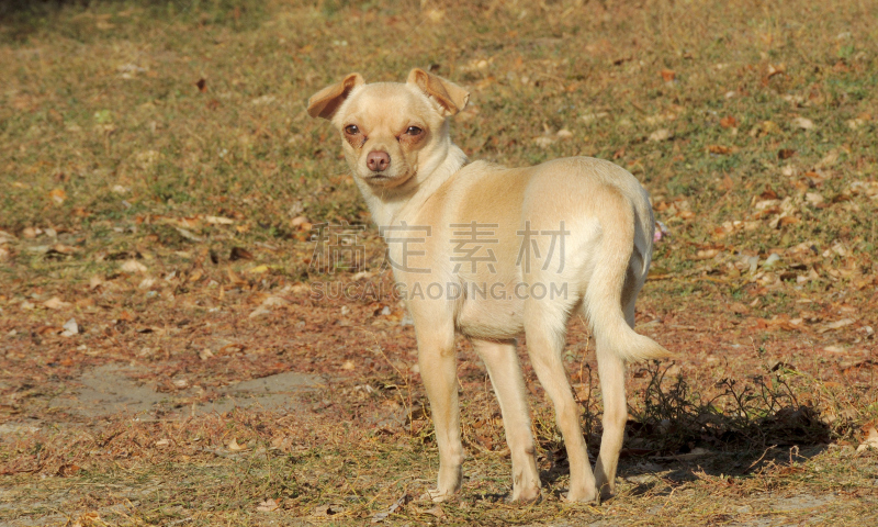 平滑的,外套,toy terrier,自然,褐色,水平画幅,小的,无人,户外,鹿