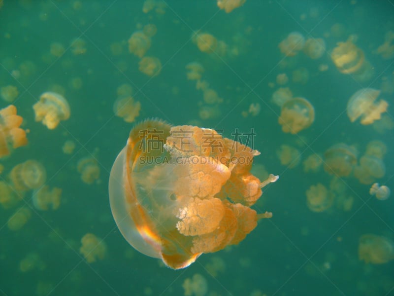 湖,水母,岩岛,帕劳,水,水平画幅,科罗尔,白斑水母,户外,特写