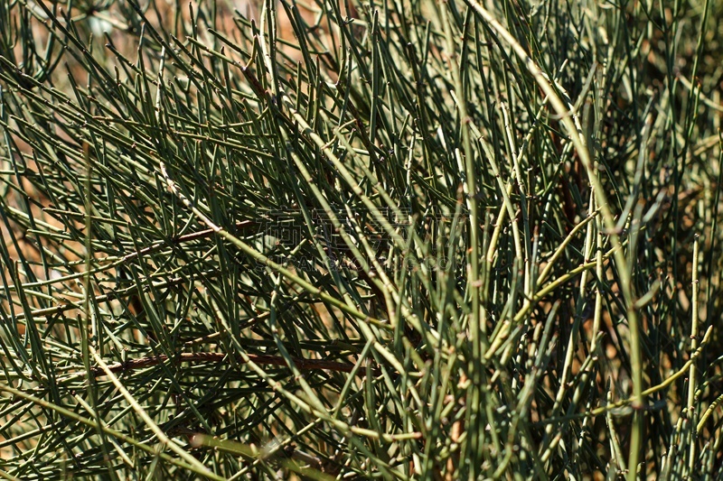 Equisetum Arvense plant in the mountain