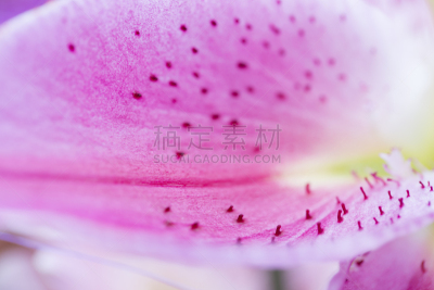 百合花,粉色,占星百合,选择对焦,芳香的,水平画幅,符号,特写,仅一朵花,活力