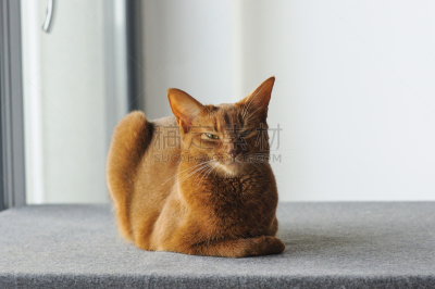 阿比西尼亚猫,拉凡他那石拱,可爱的,肖像,哺乳纲,猫科动物,一只动物,小的,酸模,动物