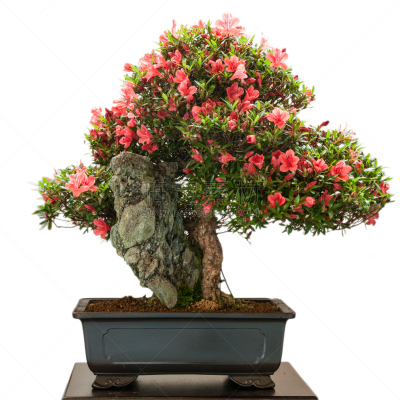 盆景,红色,杜鹃花属,杜鹃花,禅宗,橙色,无人,背景分离,方形画幅,石头