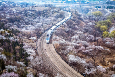 北京,火车,樱之花,亚洲樱桃树,林荫大道,高速列车,铁轨轨道,花朵,自然界的状态,铁路运输
