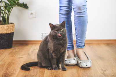 小猫,可爱的,木乃伊化的,俄罗斯蓝猫,沙尔特勒猫,猫的叫声,便利,美,业主,水平画幅