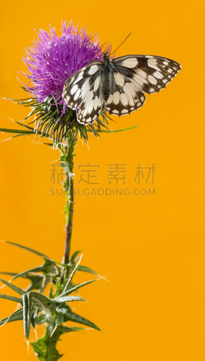 蓟,白色,大理石装饰效果,蹲着的龙虾,垂直画幅,无脊椎动物,绿色,橙色,蝴蝶,无人