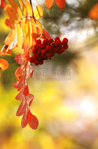 秋天,垂直画幅,天空,枝繁叶茂,无人,九月,图像,温带臭虫,俄罗斯
