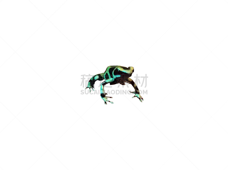 dart frog,透明,绿色,黑色,水平画幅,智慧,无人,热带雨林,野外动物,雨林