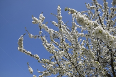 樱桃,枝,花朵,天空,留白,动物身体部位,野外动物,花束,白色,果园