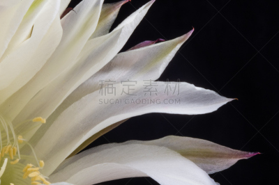 仙人掌,桶仙人掌,芳香的,下水塞,装管,荆棘,尖利,夏天,干的,室内植物