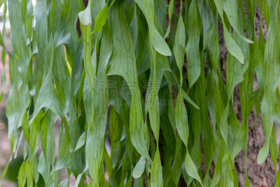鹿角蕨,蕨类,自然,式样,水平画幅,形状,绿色,枝繁叶茂,无人,特写