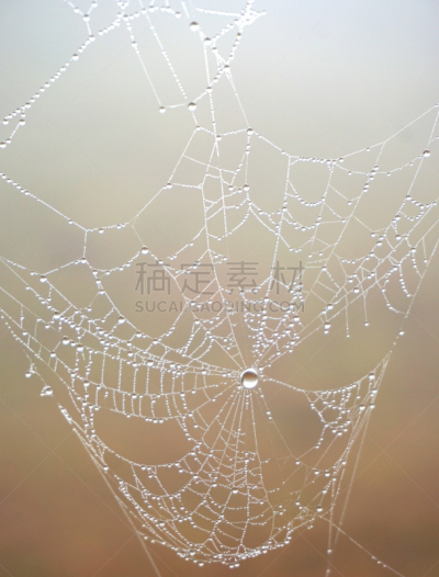 蜘蛛网,垂直画幅,水,捕鼠器,无人,轻的,湿,早晨,户外,特写