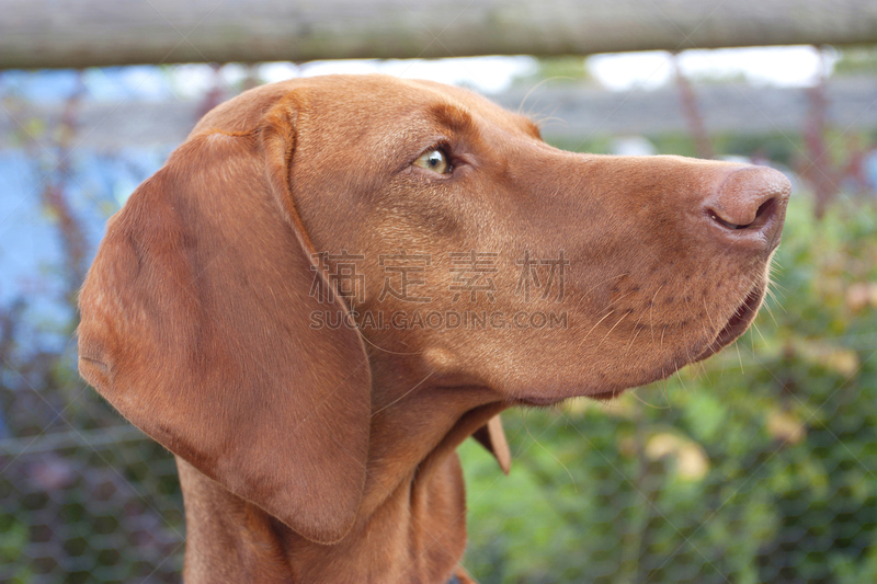 维希拉猎犬,匈牙利,褐色,水平画幅,家畜,侧面像,波音达猎犬,特写,侧面视角