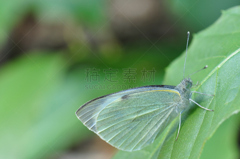 大白蝴蝶,白色,自然,野生动物,图像,鳞翅类,触角,翅膀,自然美,动物身体部位