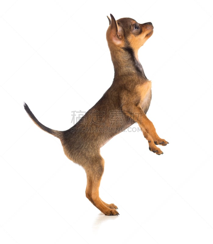 toy terrier,侧面视角,狗,俄罗斯人,垂直画幅,褐色,纯种犬,小的,侧面像,背景分离