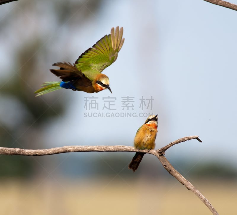 食蜂鸟,小鸡,母亲,白额蜂虎,水平画幅,无人,动物,鸟类,南非,幼小动物