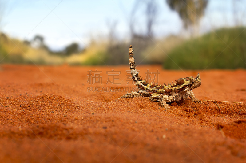 棘魔蜥,偏远地区,选择对焦,水平画幅,岩石,尖的,无人,有毒生物体,蜥蜴,荆棘