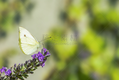 熏衣草,蝴蝶,风景,天空,水平画幅,无人,夏天,户外,草,田地