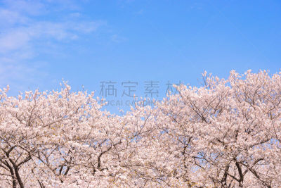 桜の花