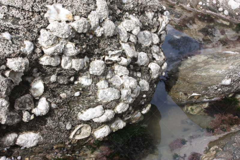 牡蛎,岩石,海岸线,水平画幅,贝壳,海滩度假,户外,法国,大西洋岸卢瓦尔省,海洋