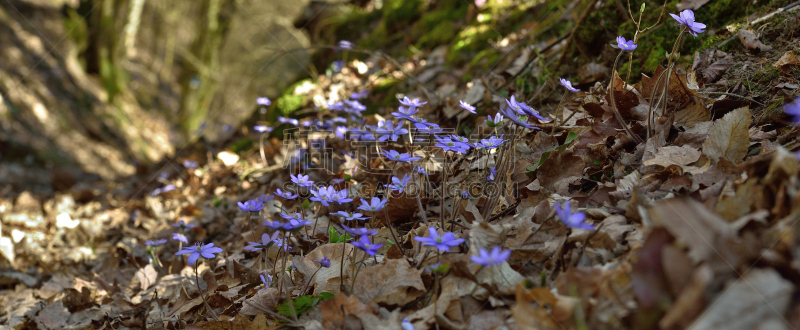 Hepatica nobilis or liverleaf (Leberblümchen)