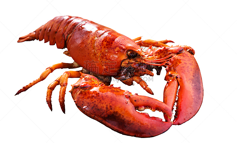 龙虾,分离着色,白色背景,水平画幅,海产,奶油浓汤,海洋,调味品,汤,红色