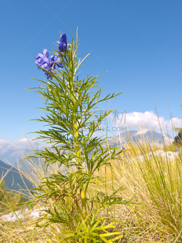 仅一朵花,乌头,乌头属植物,特里格拉夫国家公园,julian alps,垂直画幅,天空,美,无人,东欧