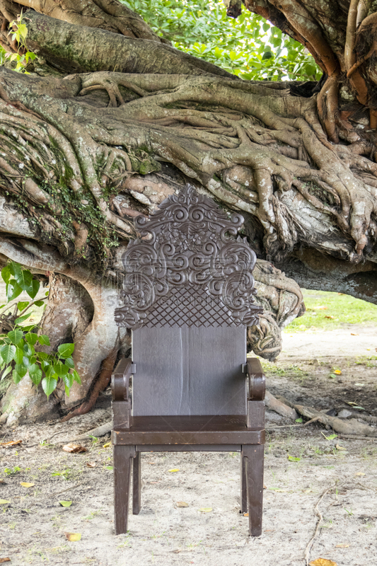 graduation chair with old fig tree, árvore figueira-benjamim (Ficus benjamina)