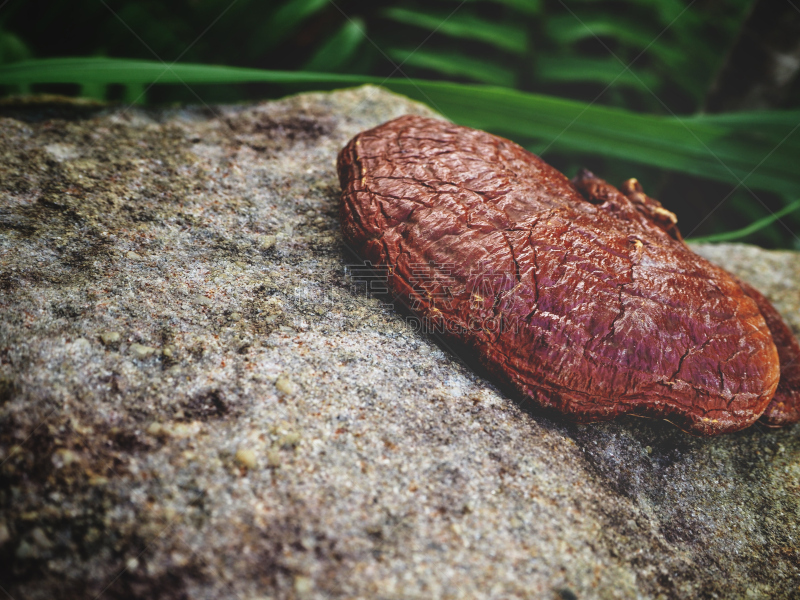 Ganoderma Lucidum - Ling Zhi Mushroom