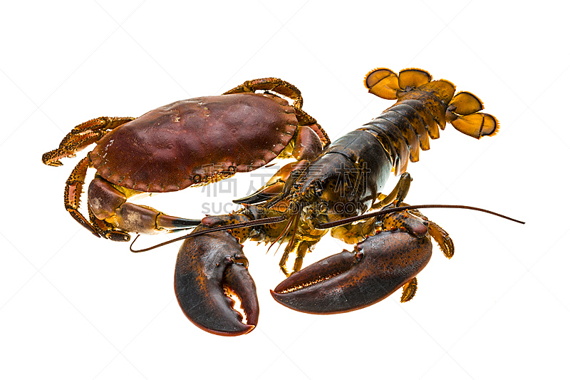 生食,龙虾,螃蟹,无脊椎动物,水平画幅,大西洋,巨大的,膳食,海产,吃