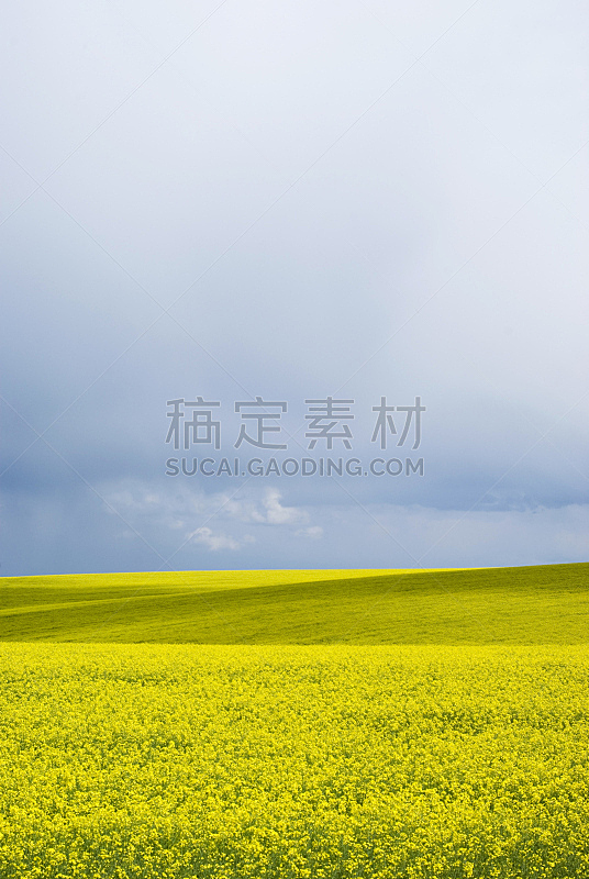 田地,油菜花,黄色,垂直画幅,天空,山,无人,夏天,户外,农作物