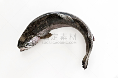 捕捞鱼,分离着色,海鳟,鲑鱼,白色背景,酸,水平画幅,银色,简易钓鱼,无人