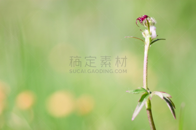 植物,蜘蛛,动物肾脏,动物内脏,褐色,风,水平画幅,五月,早晨,草