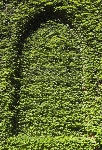 窗户,垂直画幅,瑞典,有蔓植物,绿色,无人,2005,阴影对焦,斯德哥尔摩