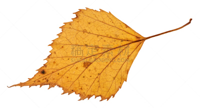 后背,叶子,白桦,侧面视角,干的,分离着色,自然,式样,水平画幅,秋天